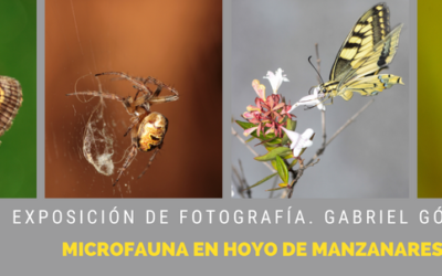 Exposición fotográfica: «La microfauna de Hoyo de Manzanares»