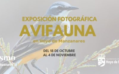 Del 18 de octubre al 4 de noviembre: exposición de fotografía “Avifauna en Hoyo de Manzanares”