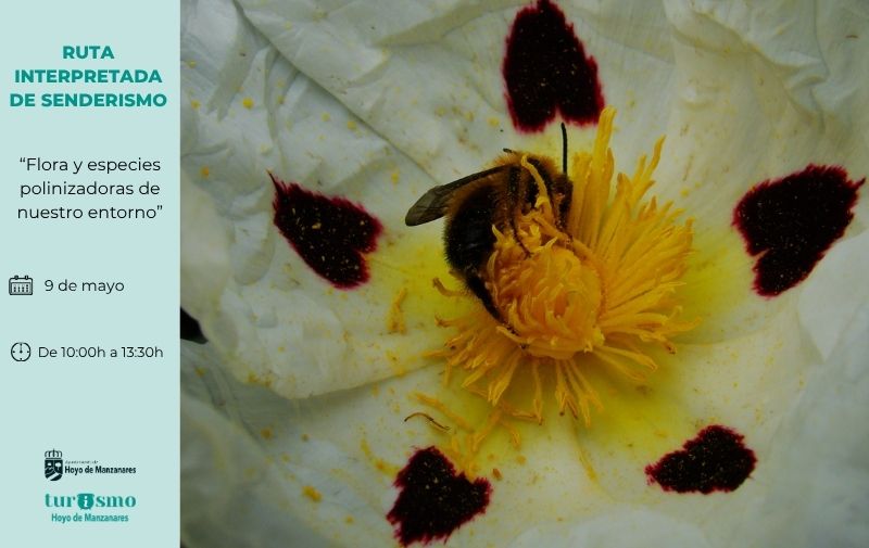 Sábado 9 de mayo. Ruta Interpretada de Senderismo «Flora y especies polinizadoras de nuestro entorno»